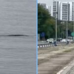 Crocodile Spotted Swimming Near Yishun Dam, Sparks Concern Online